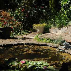 garden pond